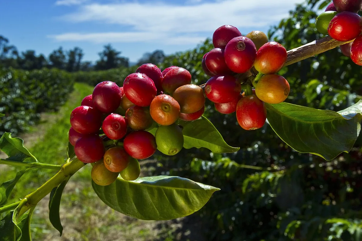 Cerejas maduras de café arábica cultivadas nas montanhas de Espírito Santo do Pinhal