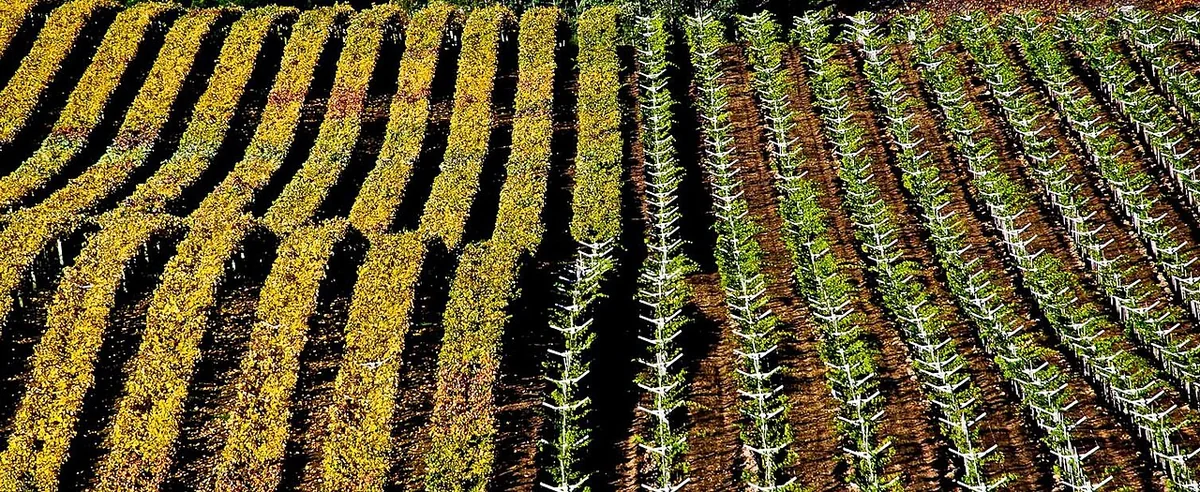 Cores de outono nos vinhedos de altitude de Espírito Santo do Pinhal